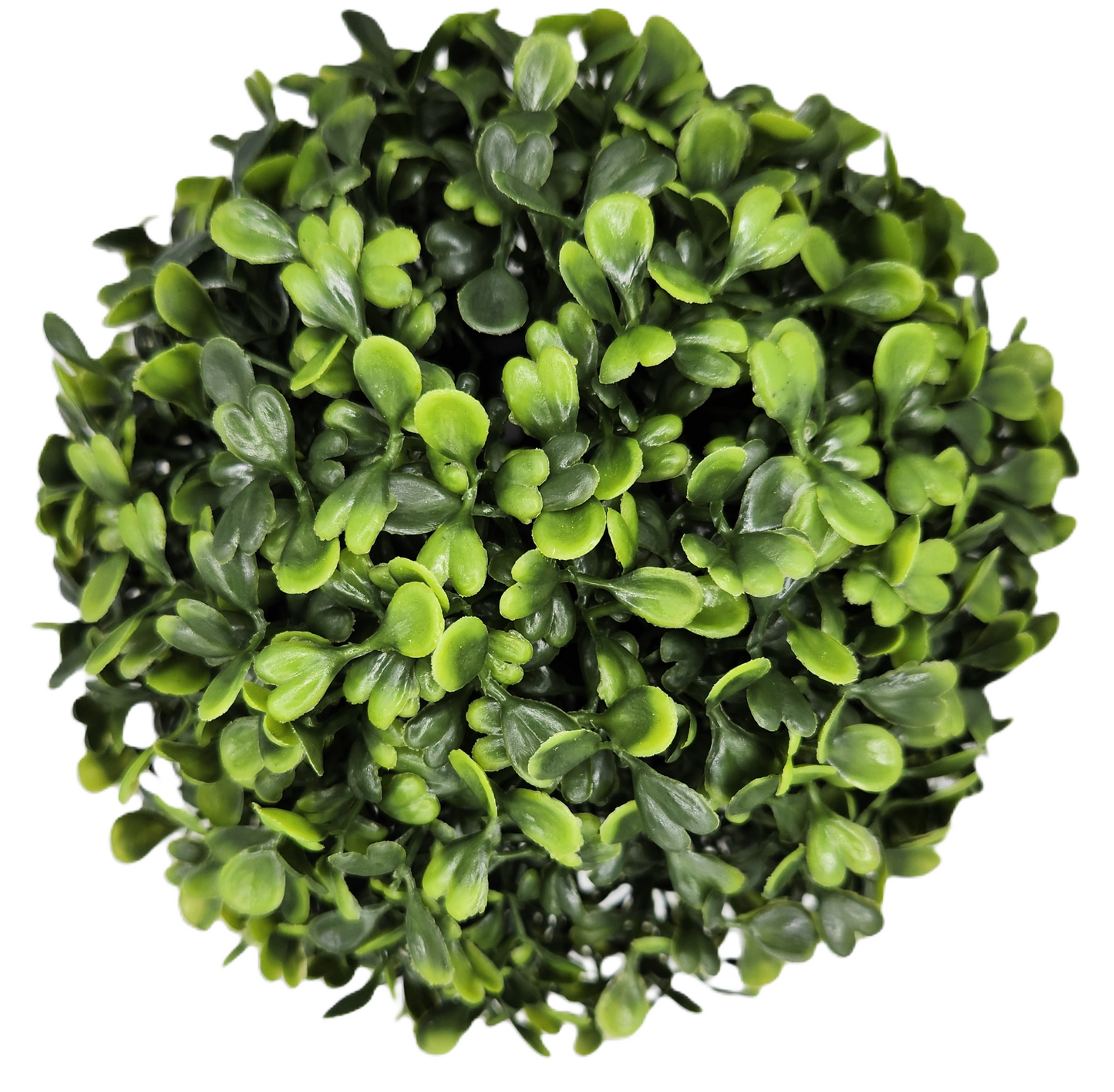 Boxwood Orb  Green 6.5"