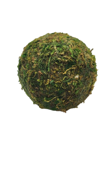 Dried Moss Balls- 3"